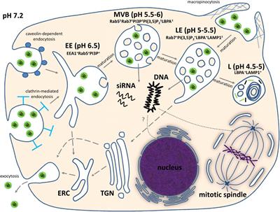 Non-viral Delivery of Nucleic Acids: Insight Into Mechanisms of Overcoming Intracellular Barriers